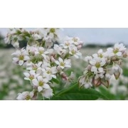 Посівний матеріал гречка Антарія