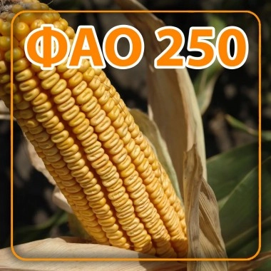 Насіння кукурудзи Корунд ФАО 250