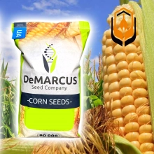 Кукурудза Квотер (ФАО 290)