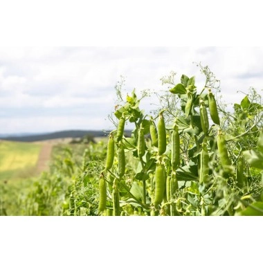 Горох Мадонна  (Ярий)