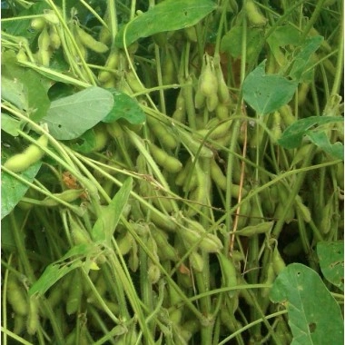 Насіння сої Максус Maxus (середньопізній сорт)