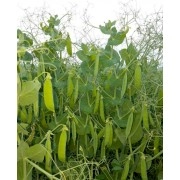 Озимий горох "НС Мороз" 1т