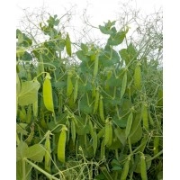 Озимий горох "НС Мороз" 1т