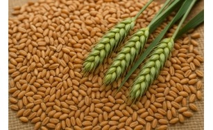 Чому фермери обирають сорти пшениці з потенціалом 48–60 ц/га? Приклади з практики