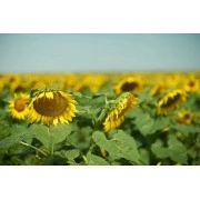 Насіння соняшнику Н4ЛМ406 (Clearfield) N4LM406