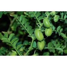 Нут звичайний сорт Заховіт (Зехавіт)