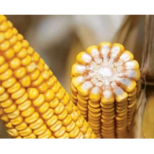 Насіння кукурудзи Адевей (Adevey) ФАО 290 Насіння кукурудзи Адевей (Adevey) ФАО 290