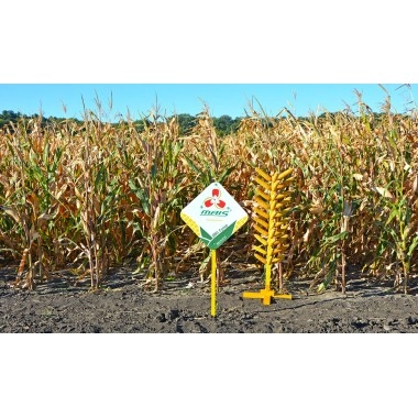 Насіння кукурудзи ДМС Супер (ФАО 220)