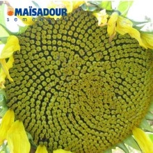 Семена подсолнечника МАС 87.А / MAS 87.A