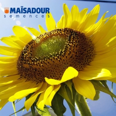 Насіння соняшнику МАС 89.М/MAS 89.M