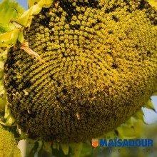 Насіння соняшника МАС 97.А/MAS 97.A (2020)