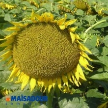 Семена подсолнечника МАС 96.П / MAS 96.P