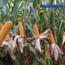 Насіння кукурудзи МАС 35.К/MAS 35.K