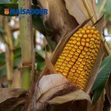 Насіння кукурудзи МАС 40.Ф/MAS 40.F