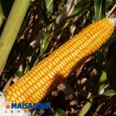 Насіння кукурудзи МАС 44.А/MAS 44.A