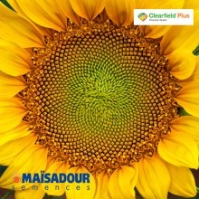 Насіння соняшнику МАС 92.СР/MAS 92.CP