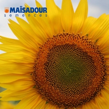 Насіння соняшнику МАС 83.ОЛ/MAS 83.OL