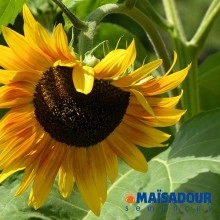 Насіння соняшнику МАС 86.ОЛ/MAS 86.OL