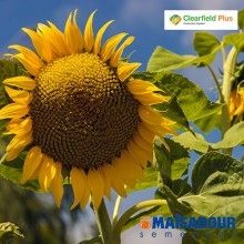 Насіння соняшнику МАС 93.СР/MAS 93.CP