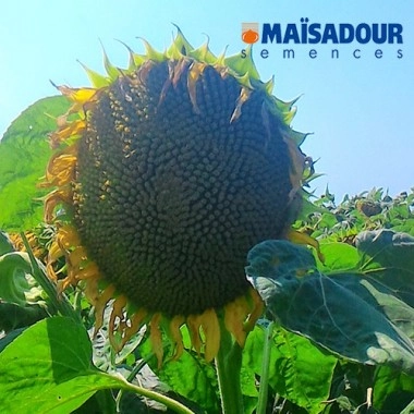 Насіння соняшнику МАС 85.СУ (гранстар) АКЦІЯ MAS
