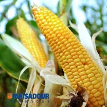 Насіння кукурудзи МАС 12.Р/MAS 12.R