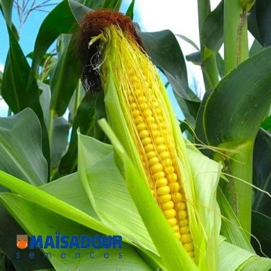 Насіння кукурудзи МАС 28.А/MAS 28.A