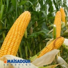 Насіння кукурудзи МАС 30.К/MAS 30.K