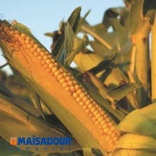 Насіння кукурудзи МАС 14.Г/MAS 14.G