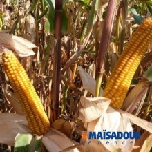 Насіння кукурудзи МАС 18.Л/MAS 18.L