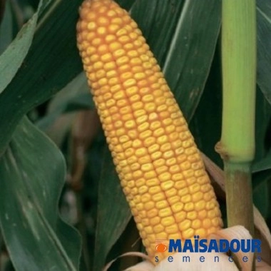 Насіння кукурудзи МАС 24.С/MAS 24.C