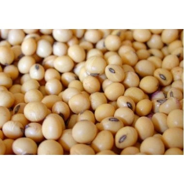 Насіння сої під раундап