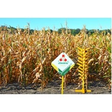 Насіння кукурудзи Заліщицький 191 СВ (ФАТ 190)