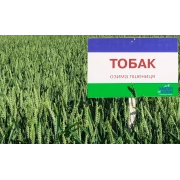 Насіння озимої пшениці "Тобак"