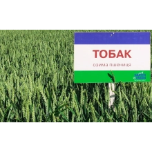 Насіння озимої пшениці "Тобак"