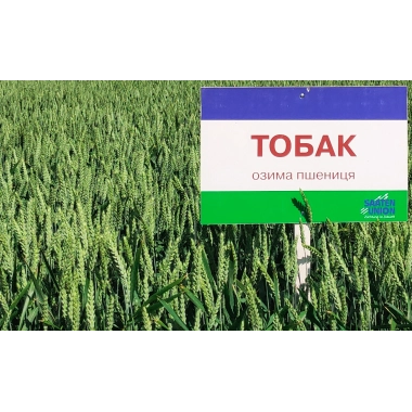 Насіння озимої пшениці "Тобак"