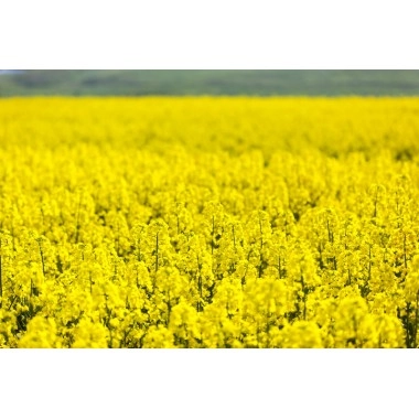 Насіння озимого ріпаку Халк (класичний) ВНІС