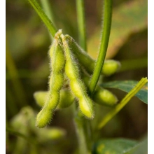 Посівна соя ЕС Директор рання Посівна соя ЕС Директор рання