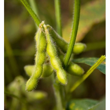Посівна соя ЕС Директор рання