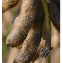 Посівна соя ЕС Командор ультрарання Посівна соя ЕС Командор ультрарання