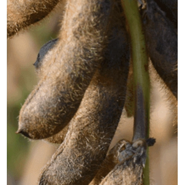 Посівна соя ЕС Командор ультрарання