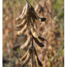 Посівна соя ЕС Композитор Посівна соя ЕС Композитор