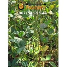 Соя сорт Озборн Соя сорт Озборн