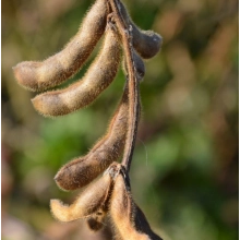 Посівна соя ЕС Візитор рання Посівна соя ЕС Візитор рання