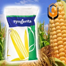 Кукурудза Скорпіус SY_SCORPIUS (ФАО: 290) Кукурудза Скорпіус SY_SCORPIUS (ФАО: 290)