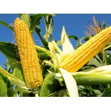 Насіння кукурудзи Амарок 300 Насіння кукурудзи Амарок 300