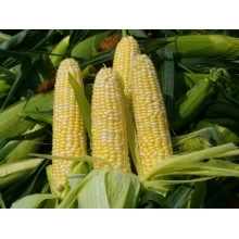 Насіння кукурудзи Гран 310