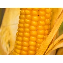 Насіння кукурудзи Гран 6