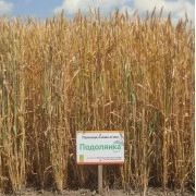 Насіння пшениці "Подолянка" Еліта