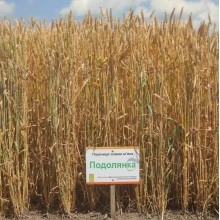 Насіння пшениці "Подолянка" 1 репр.