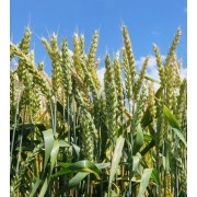 Насіння озимої пшениці "Колоніа"